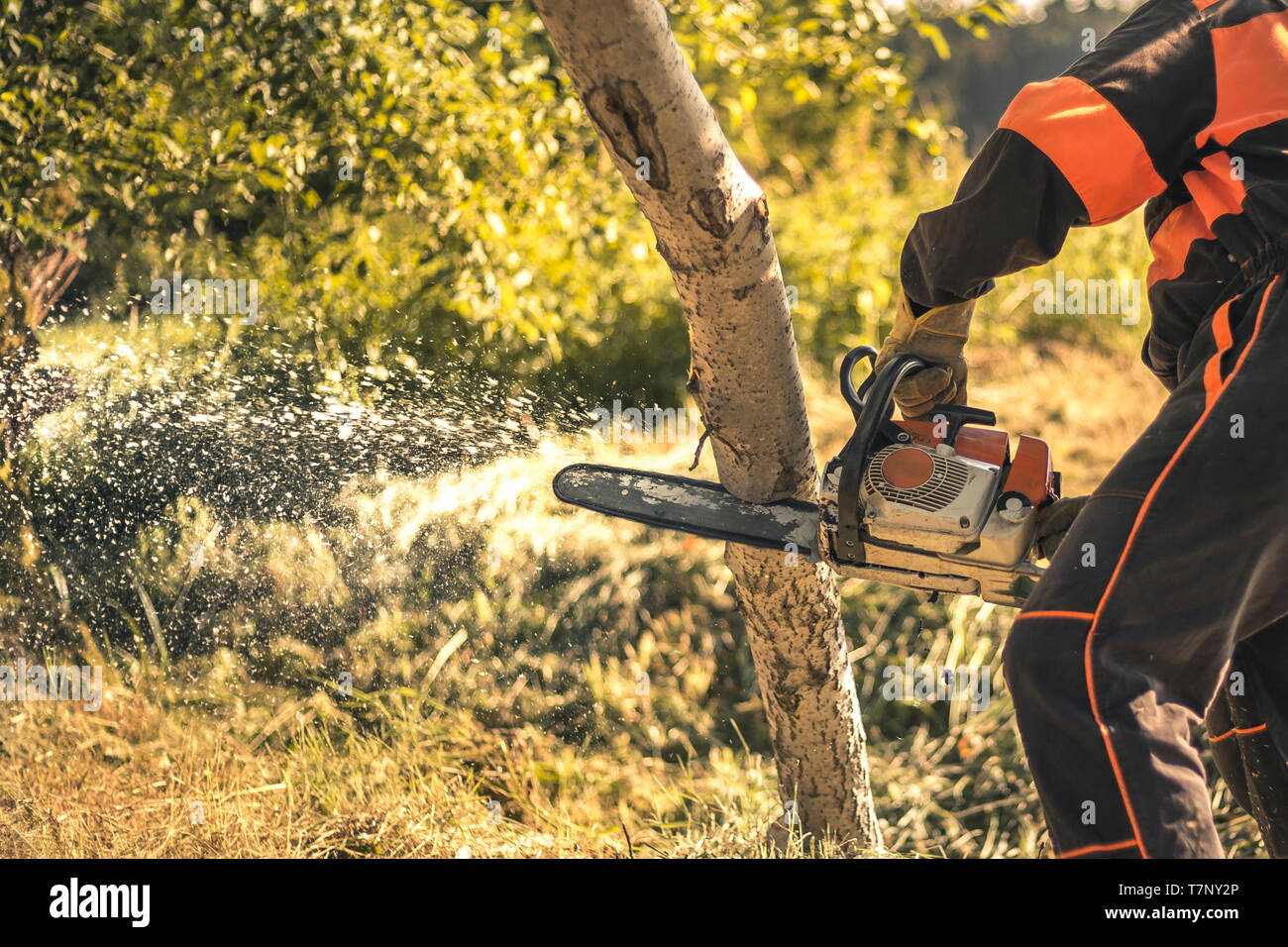 Lumberjack cutting tree with a chainsaw in summer Stock Photo - Alamy