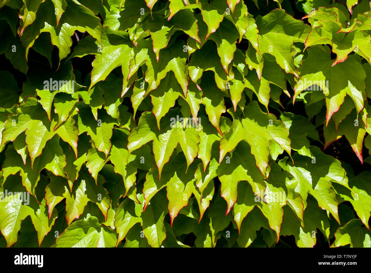 Green leaves pattern background. Natural background and wallpaper Stock ...