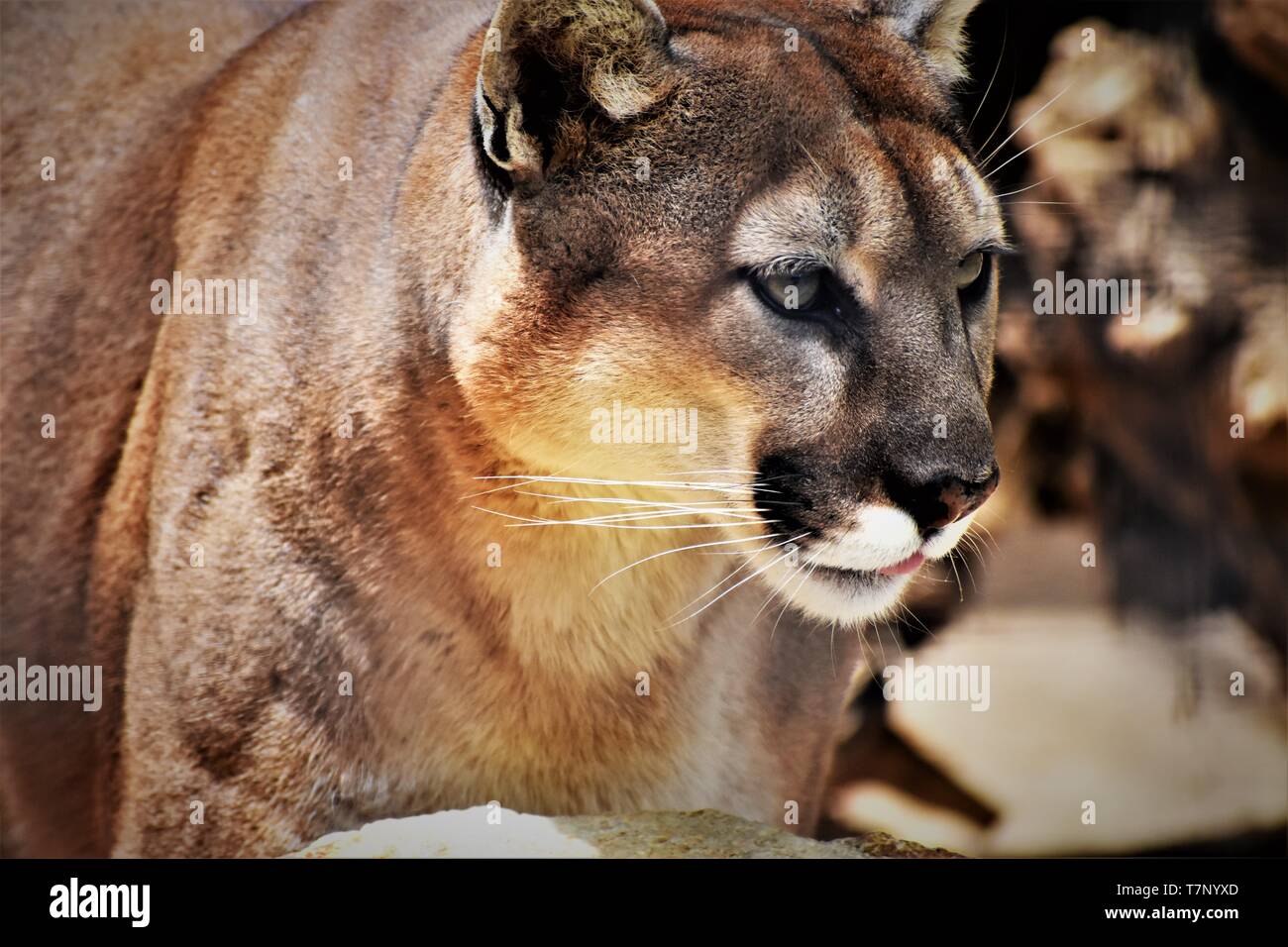 California mountain lion hires stock photography and images Alamy