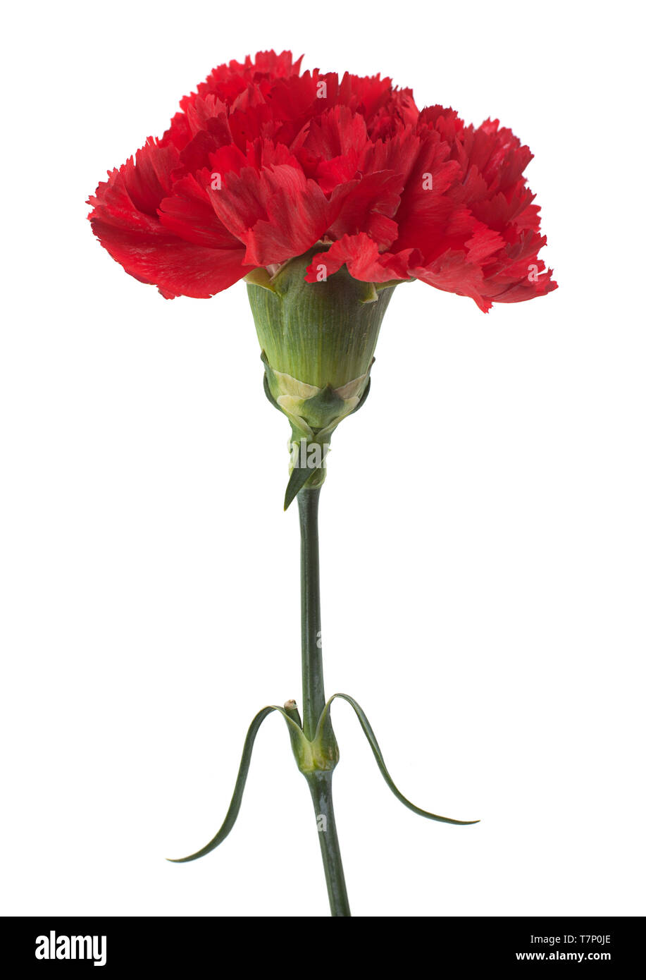 Red carnation flower head isolated on white background Stock Photo
