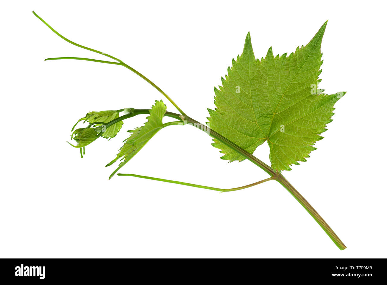 Grape fresh leaf closeup isolated on white background Stock Photo - Alamy