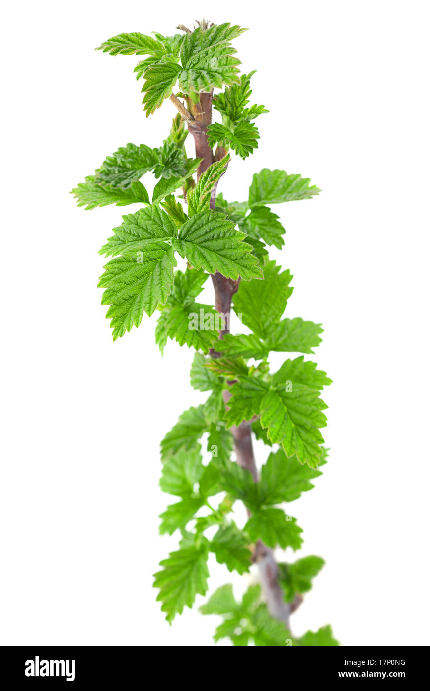 Raspberry fruit branch with leaf isolated on white background Stock ...