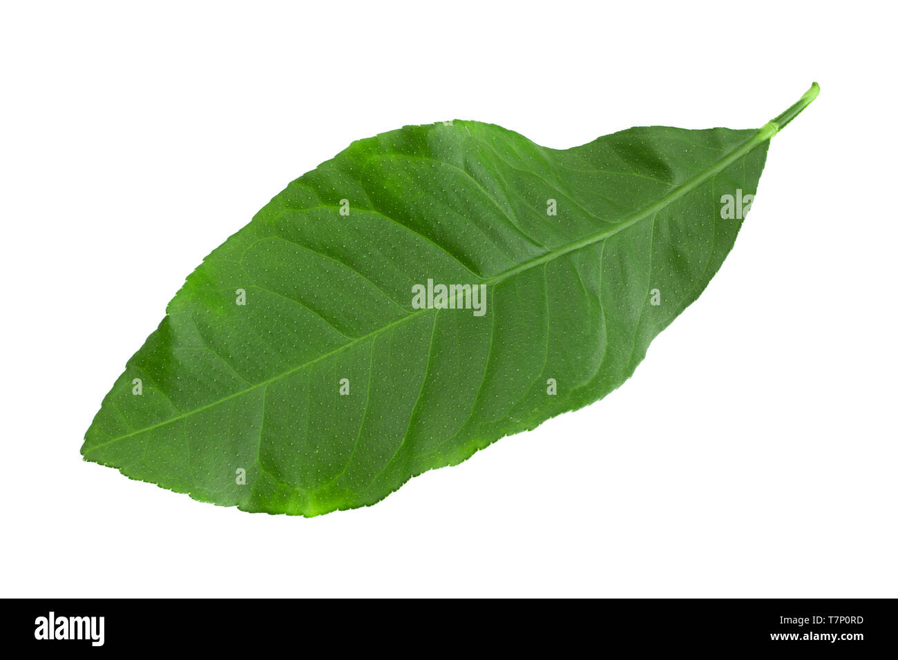 Grapefruit green leaf closeup isolated on white background Stock Photo