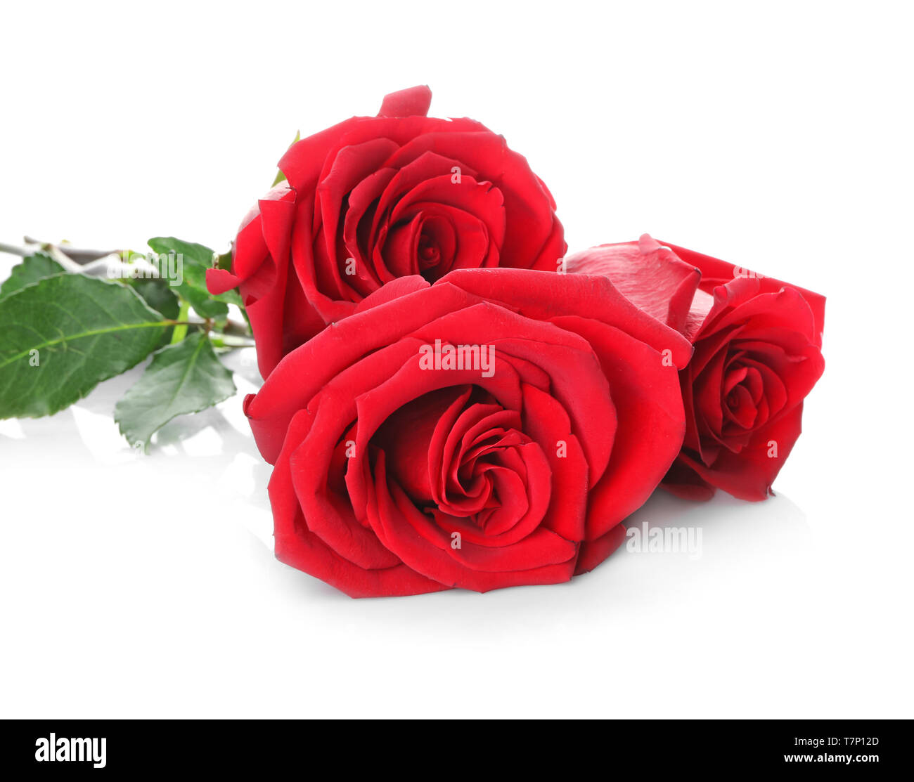 Beautiful roses on white background Stock Photo - Alamy