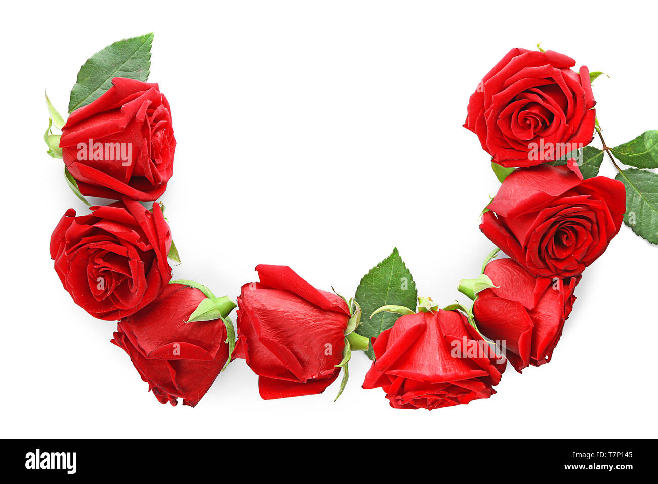 Beautiful roses on white background Stock Photo - Alamy