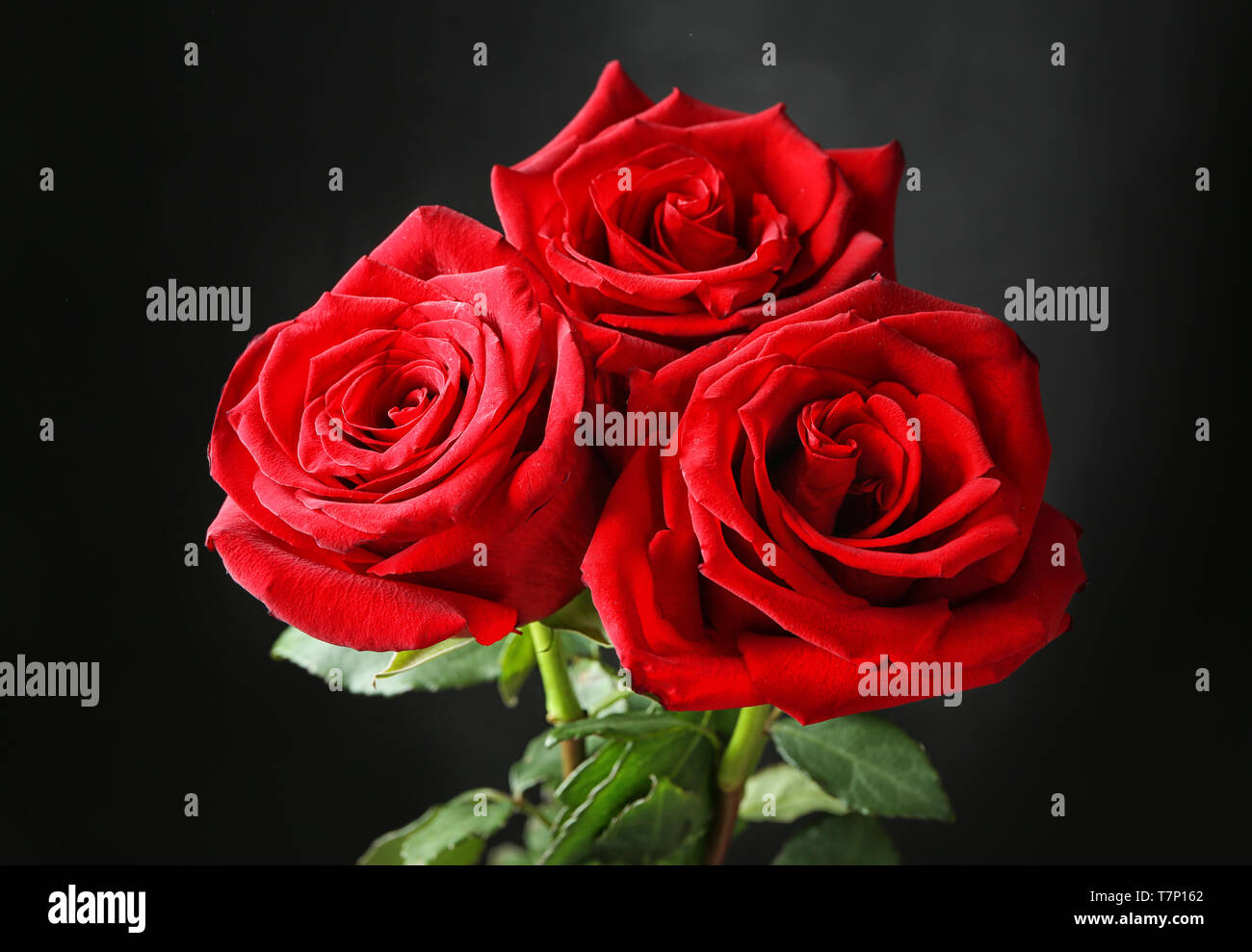 Beautiful red roses on dark background Stock Photo - Alamy