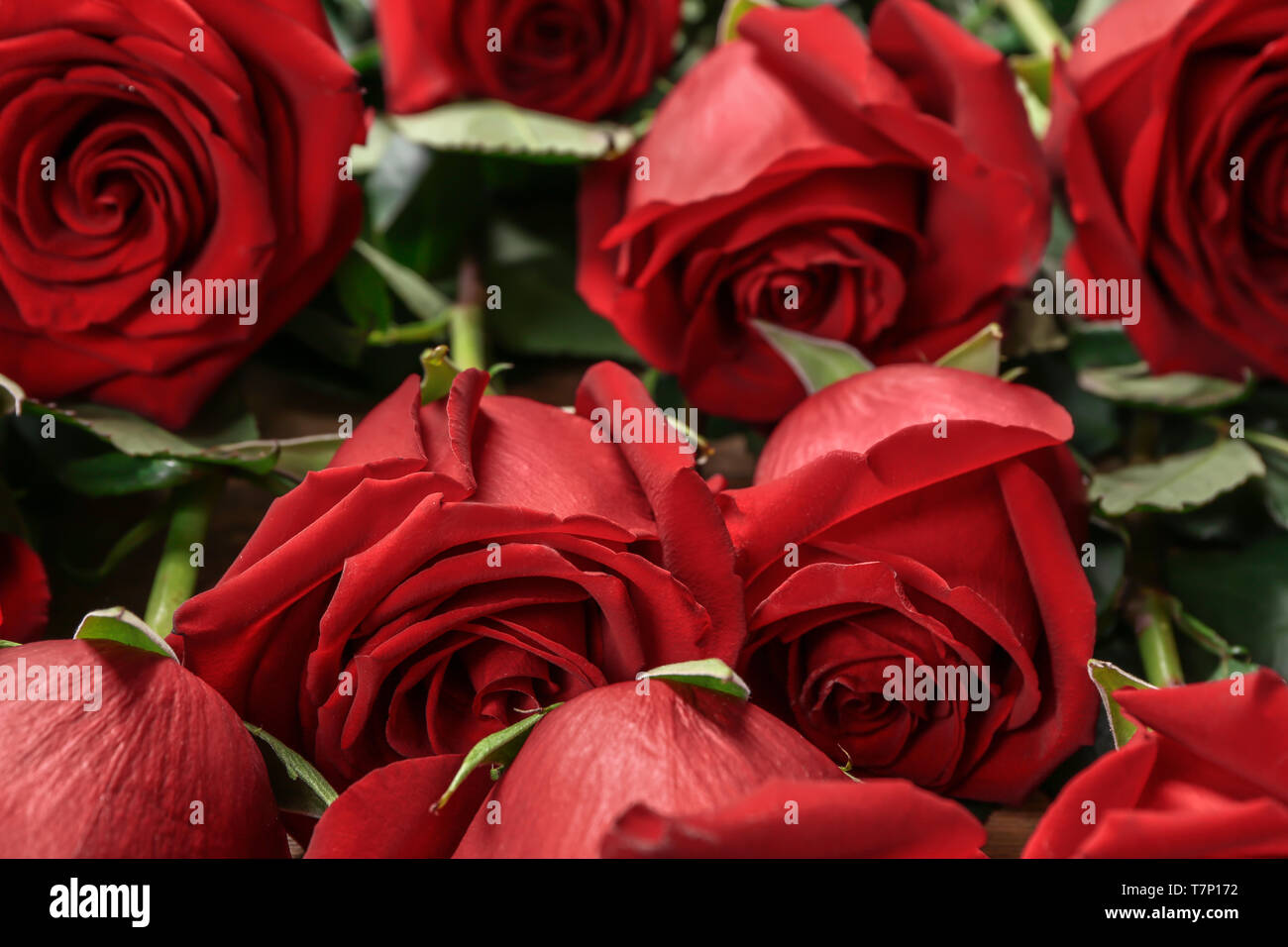 Beautiful red roses, closeup Stock Photo - Alamy