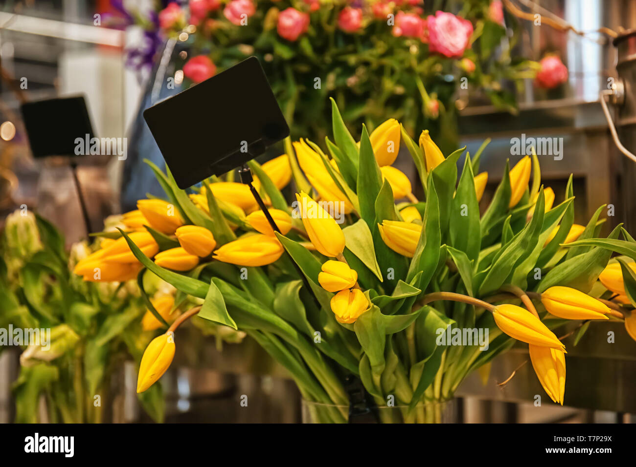 Beautiful tulips in flower shop Stock Photo - Alamy