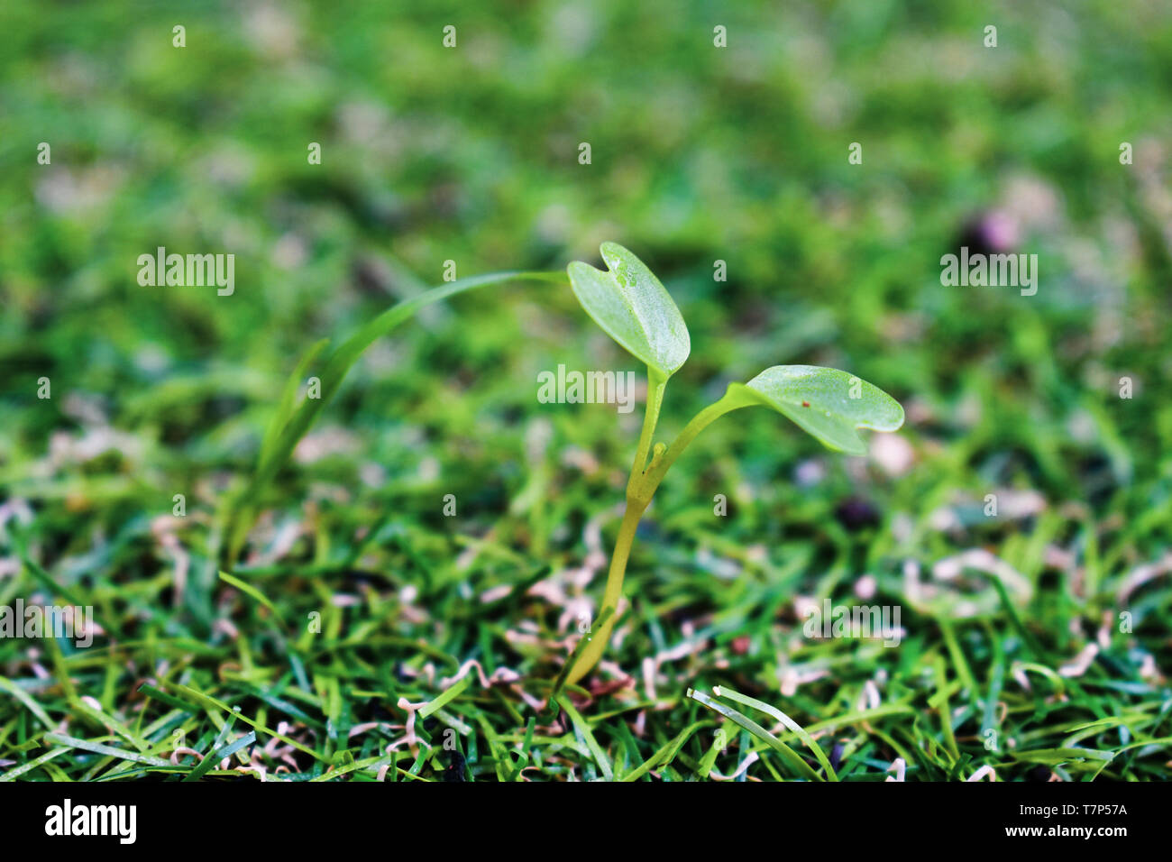 A weed growing out of artificial lawn Stock Photo Alamy