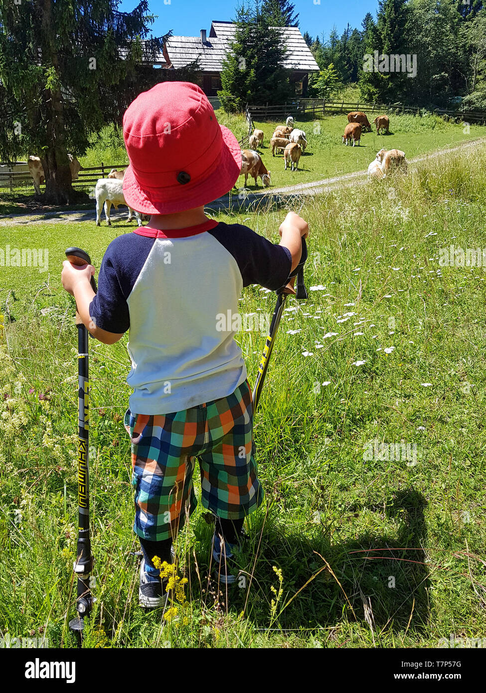 A small boy admiring the cows in the mountains Stock Photo