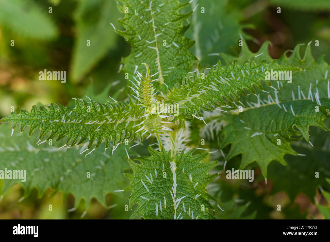 A stinging nettle with long spines Stock Photo
