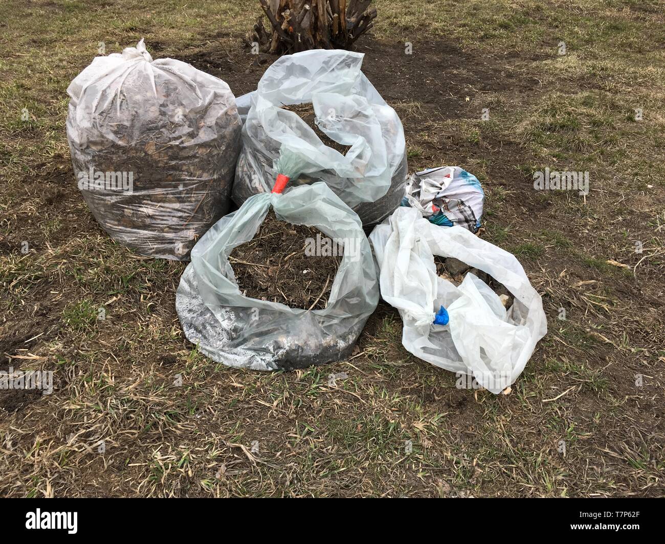 Bags of leaves. Transparent bag with foliage. Cleaning in yard in autumn.  13848259 Stock Photo at Vecteezy