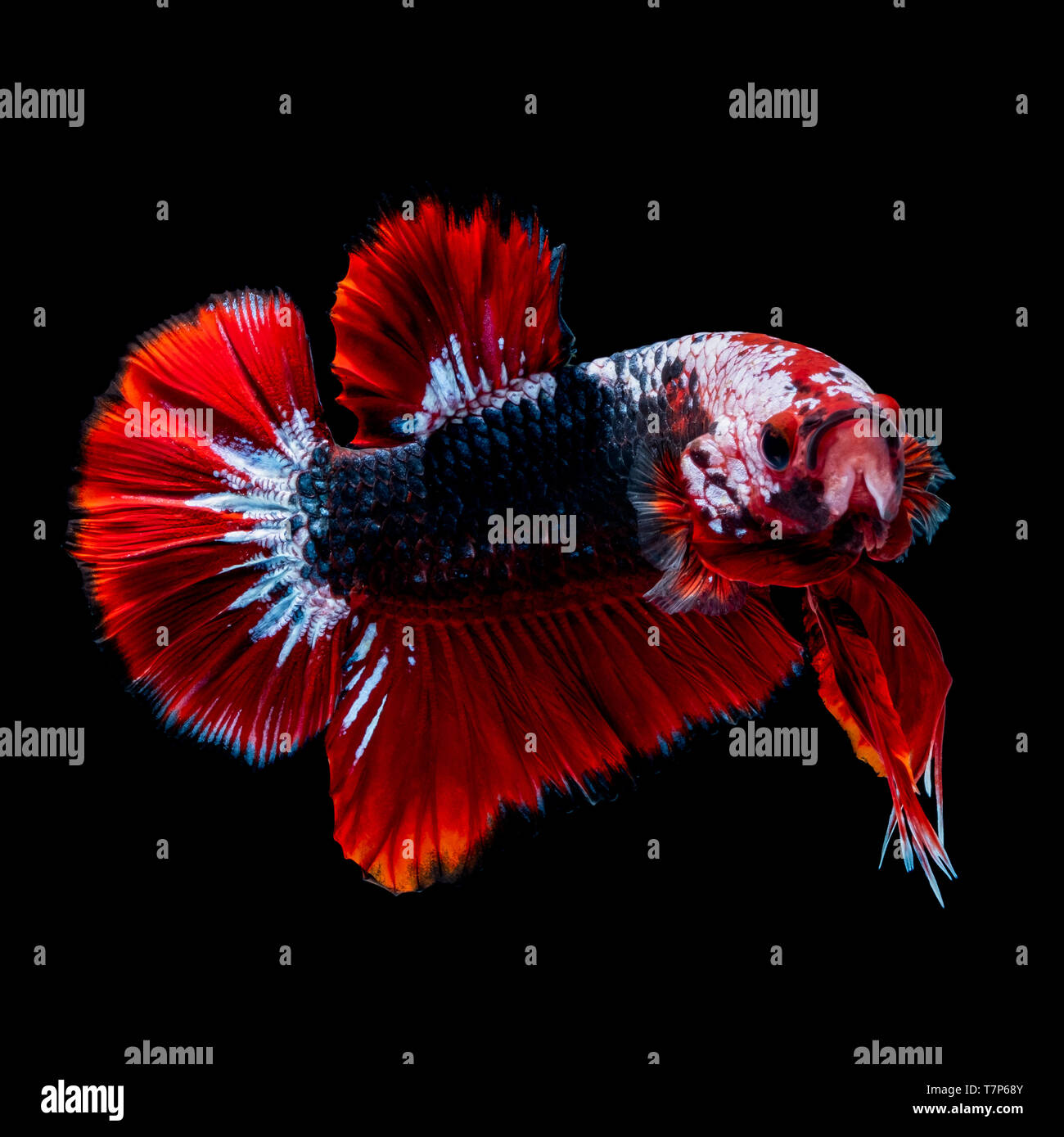 Betta fish Fight in the aquarium black blackground Stock Photo - Alamy