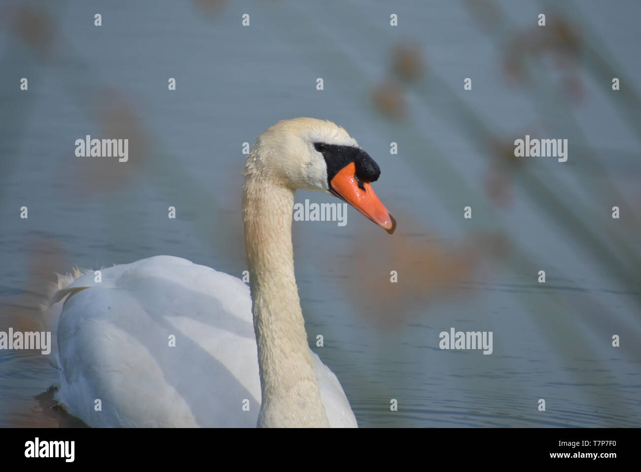 An elegant mute swan swimming on a pond, viewed through a blur of bulrushes. Stock Photo