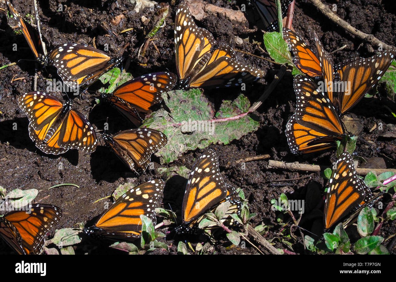 Monarch butterflies. El Rosario Monarch Butterfly Preserve, Mexico. The