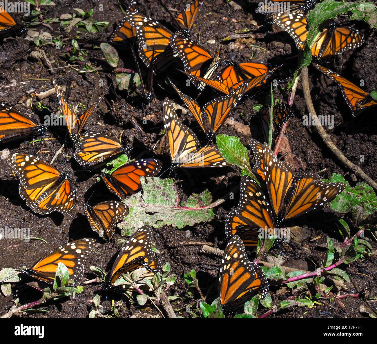 Monarch butterflies. El Rosario Monarch Butterfly Preserve, Mexico. The butterflies migrate yearly from Mexico til USA through four generations Stock Photo