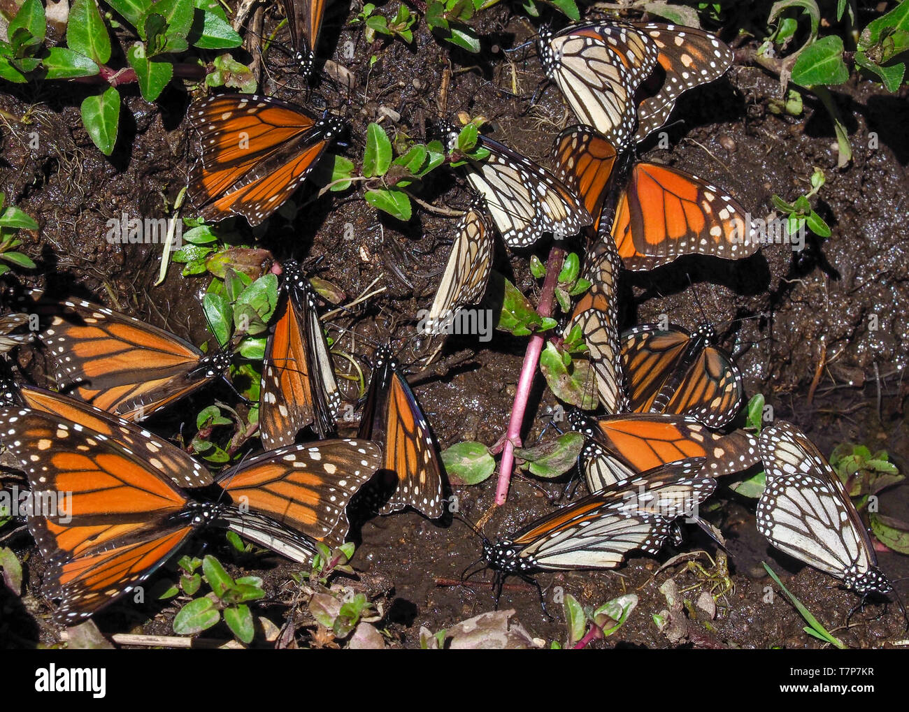 Monarch butterflies. El Rosario Monarch Butterfly Preserve, Mexico. The