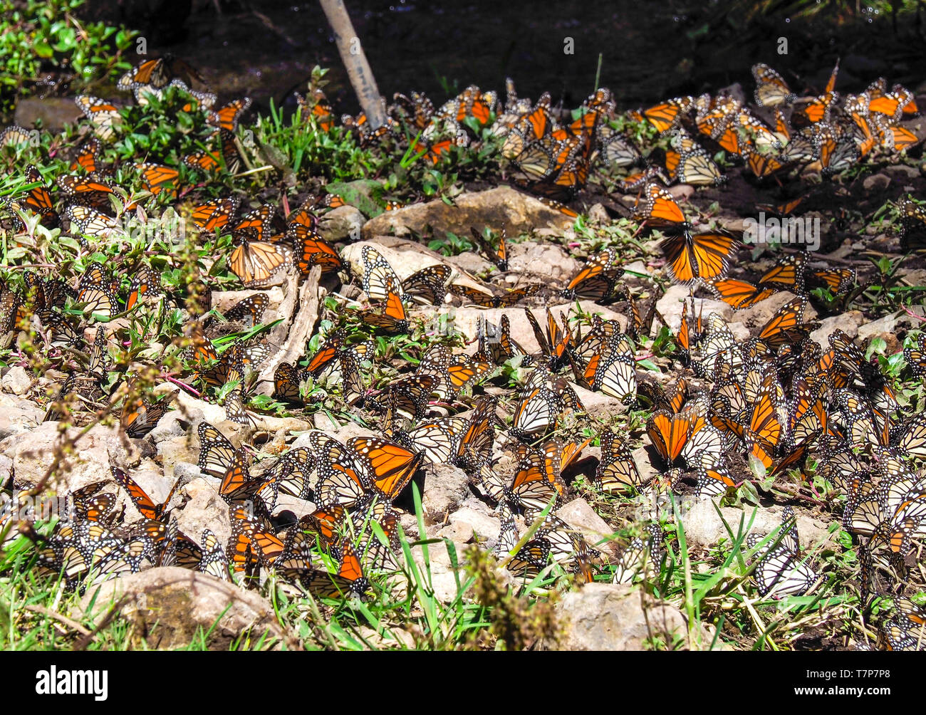 Monarch butterflies. El Rosario Monarch Butterfly Preserve, Mexico. The