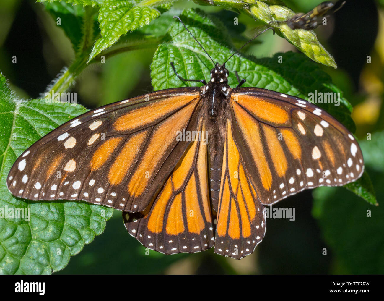 Monarch butterflies. El Rosario Monarch Butterfly Preserve, Mexico. The