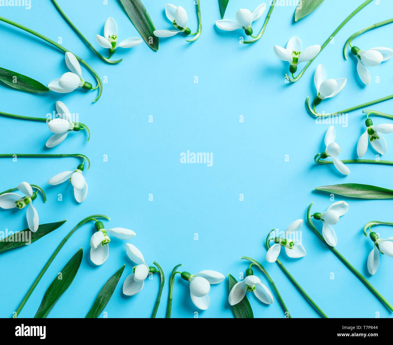 Flat lay composition with snowdrop flowers on color background, space for text Stock Photo