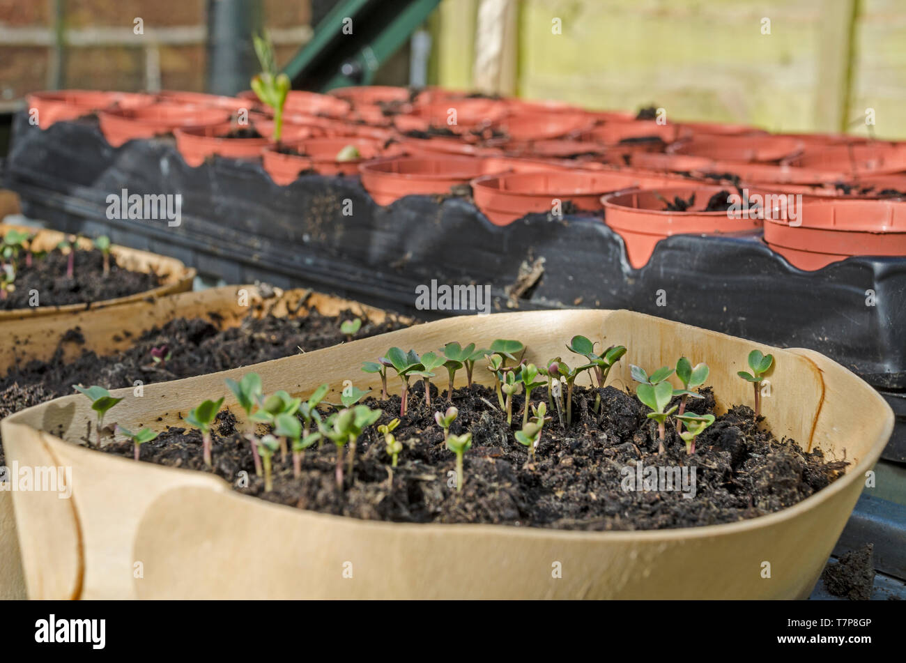 plant trays in green house Stock Photo