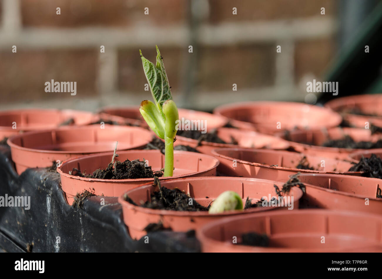 bean seedlings in pots Stock Photo