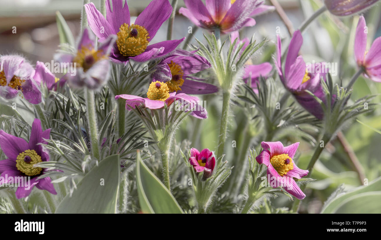 Beautiful purple fluffy flower Oriental Pulsatilla patens pasqueflower in early spring Stock Photo