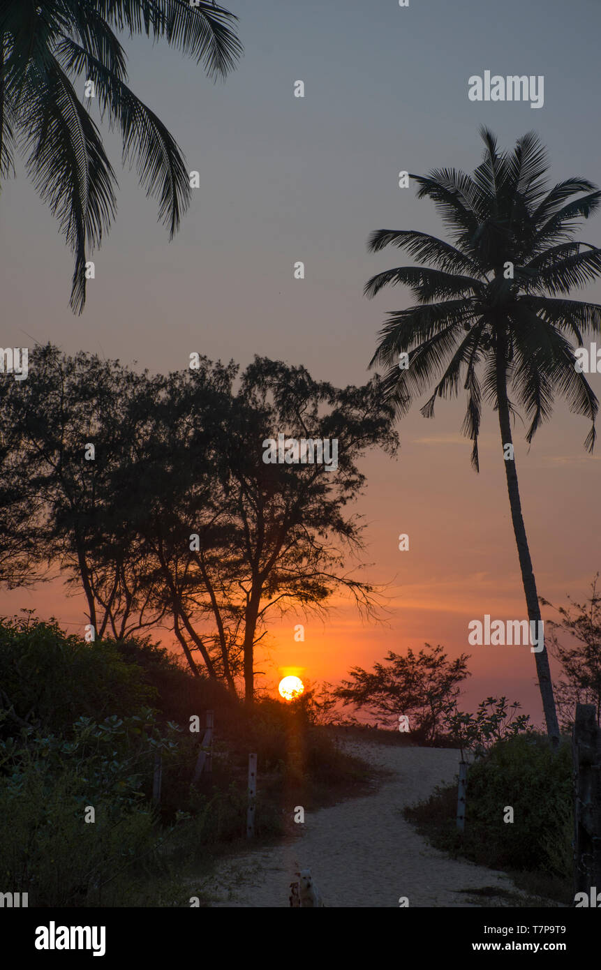 Sunset among palm trees and sand a beautiful landscape Stock Photo - Alamy
