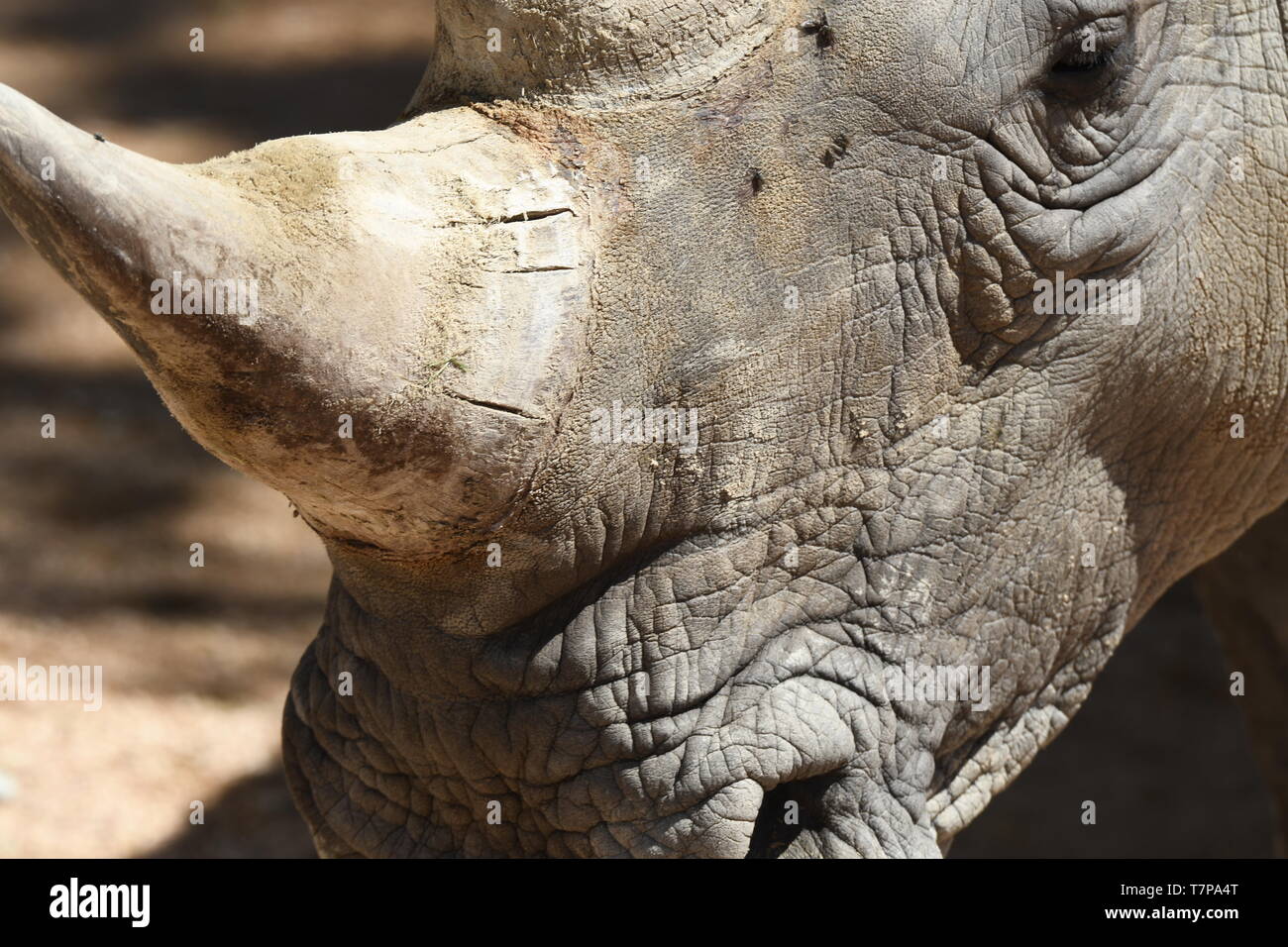 details of the parts of the body of a rhinoceros Stock Photo - Alamy