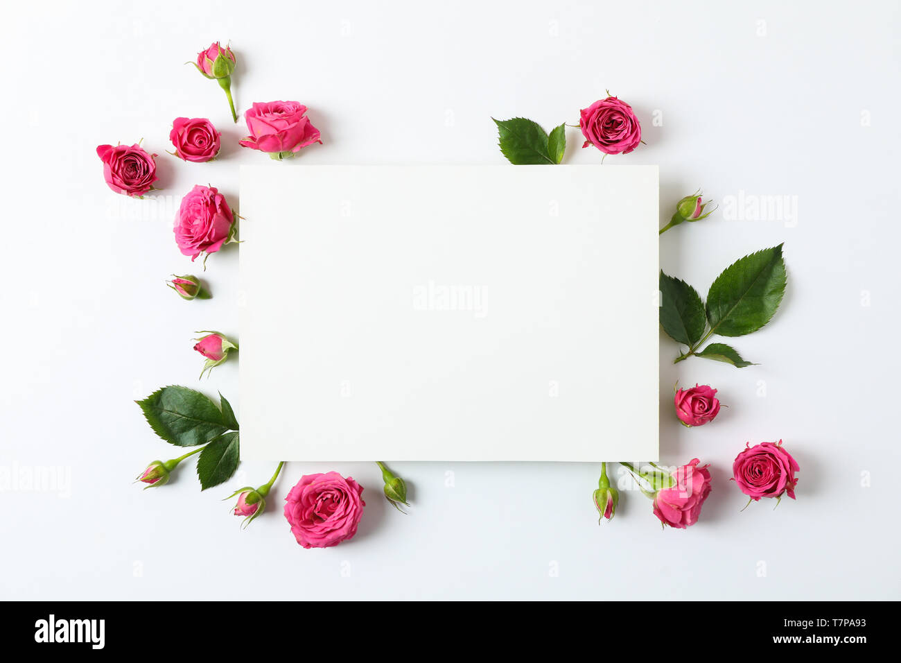 Beautiful pink roses and square with space for text on white background Stock Photo