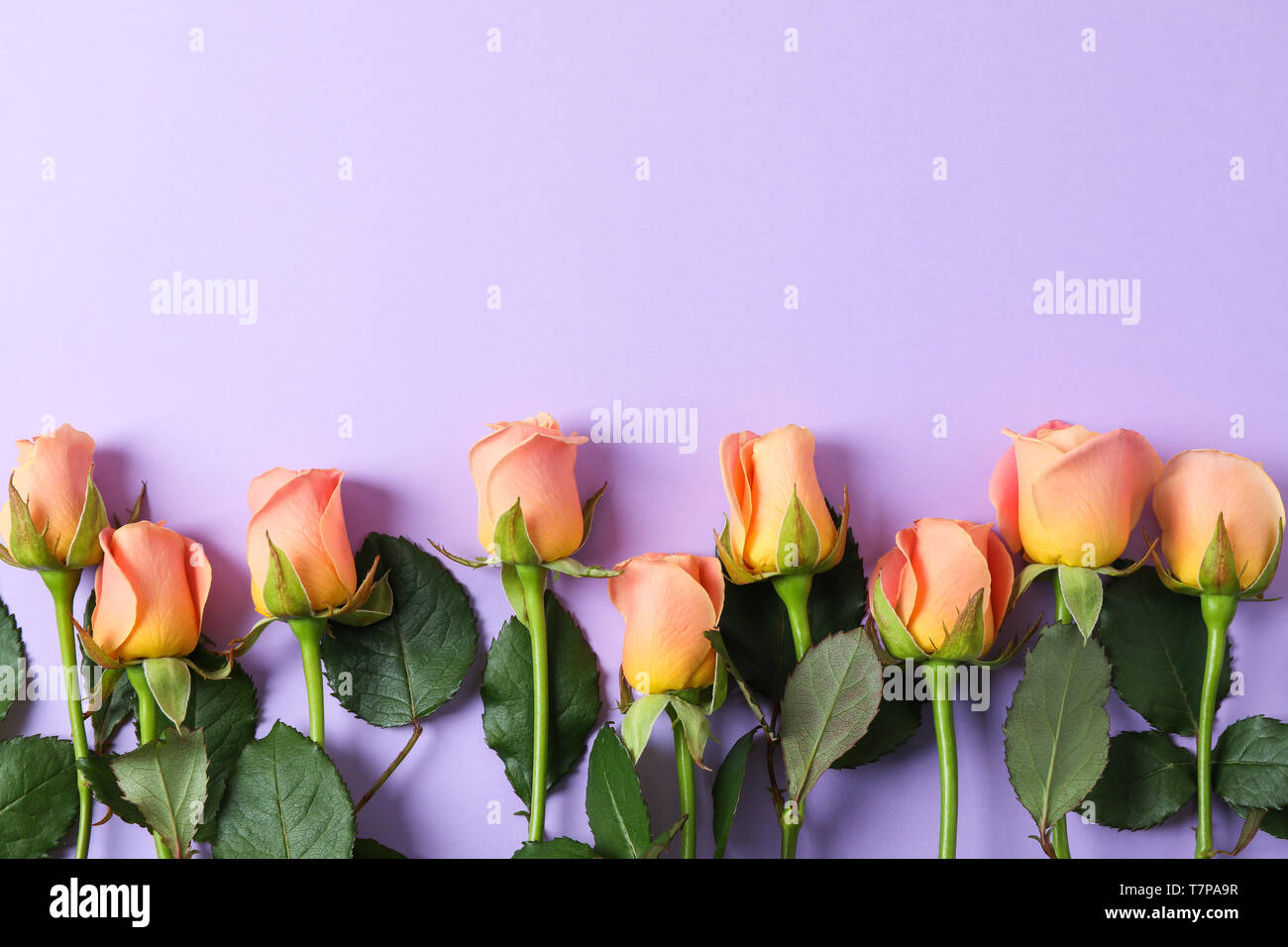 Beautiful fresh pink roses on color background, space for text Stock Photo