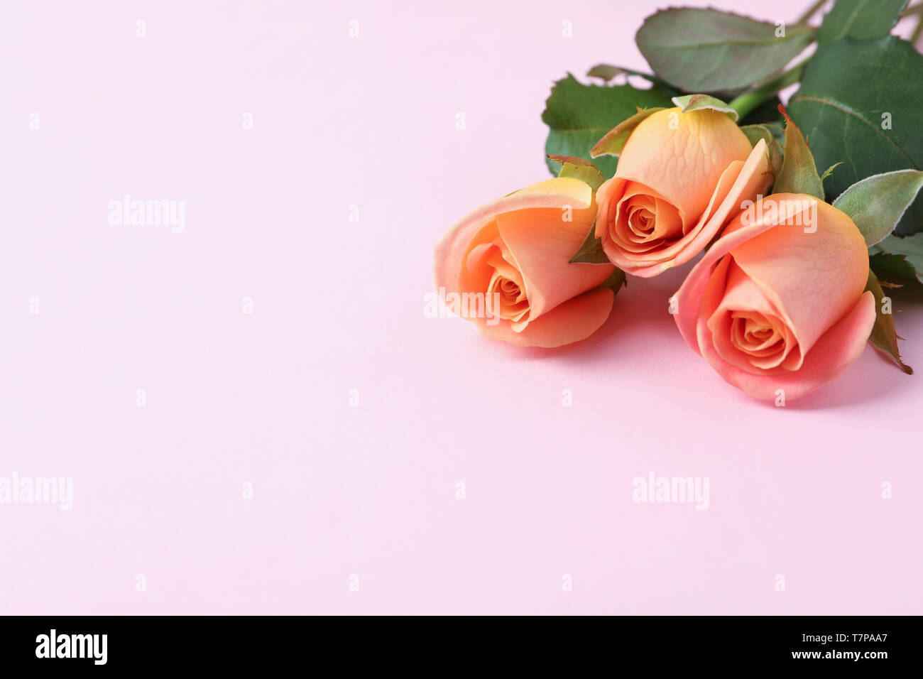 Beautiful fresh pink roses on white background, closeup Stock Photo