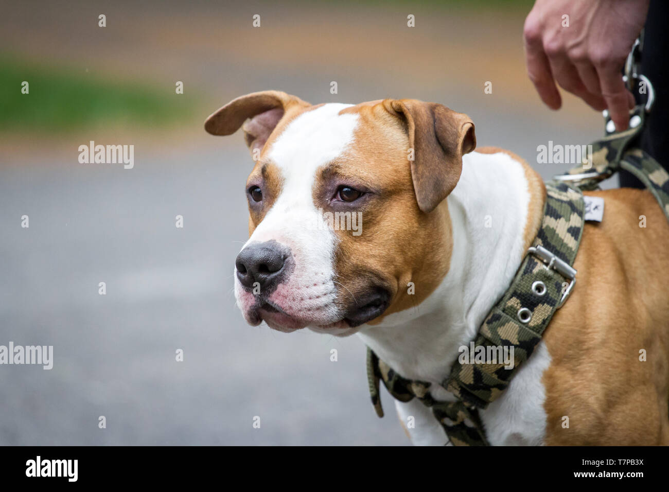 Can A Dog Wear A Harness All Day
