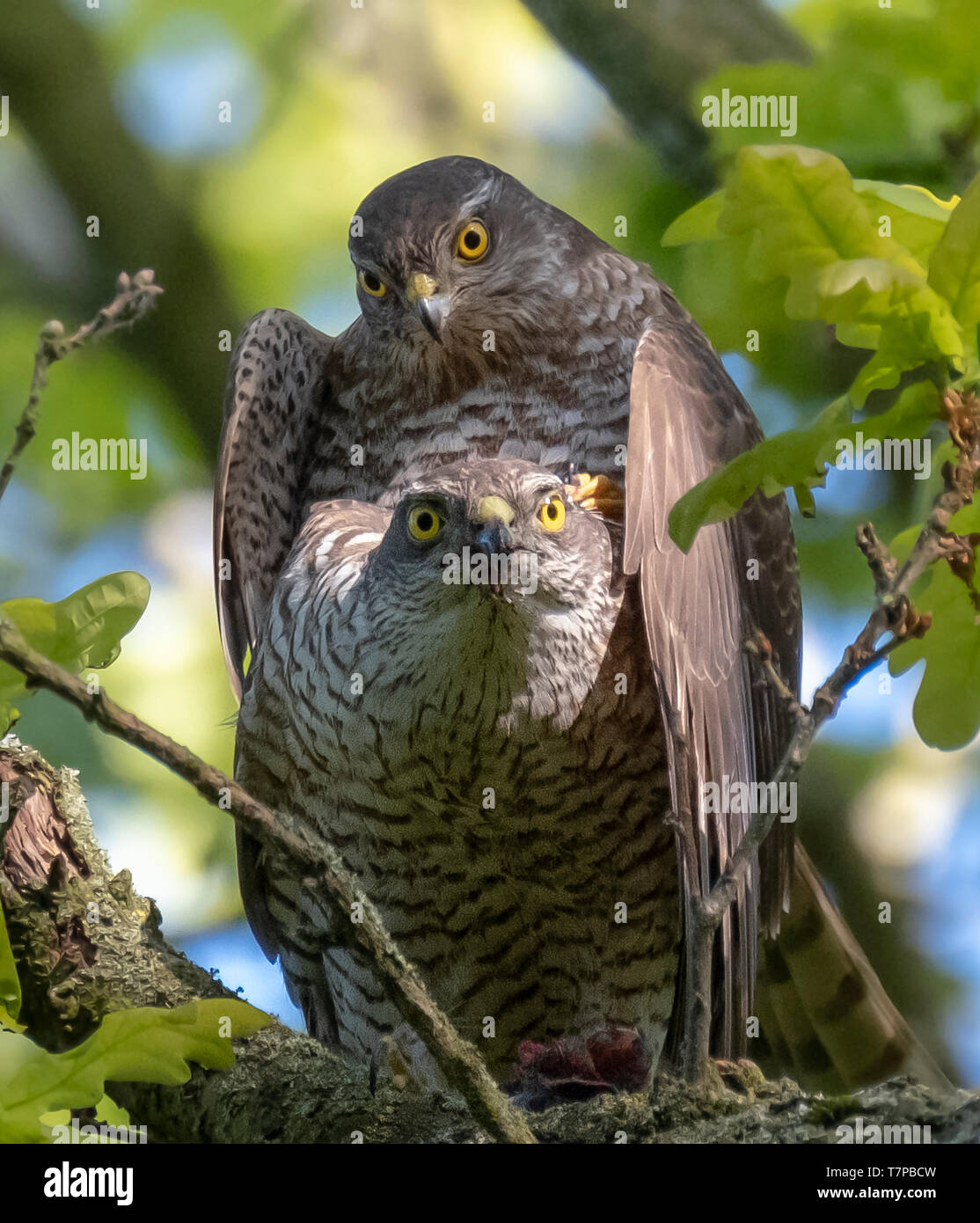 A pair of sparrowhawks mating in a wooded are on Hampstead Heath in north London; the sparrowhawk is the second commonest raptor in the UK Stock Photo