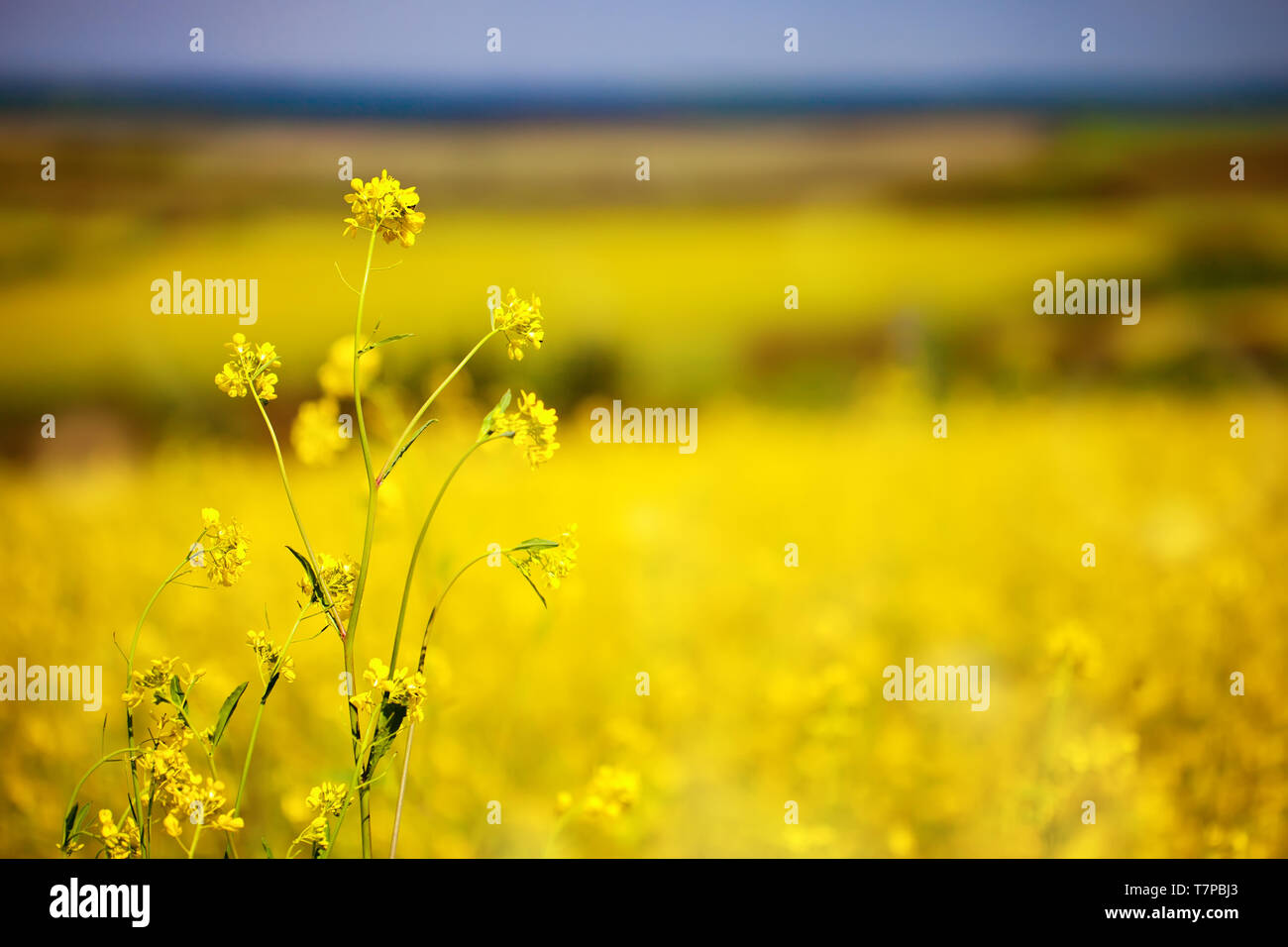 Beautiful fields of Bright yellow wild flowers. Summer. Winter cress. Barbarea. Stock Photo