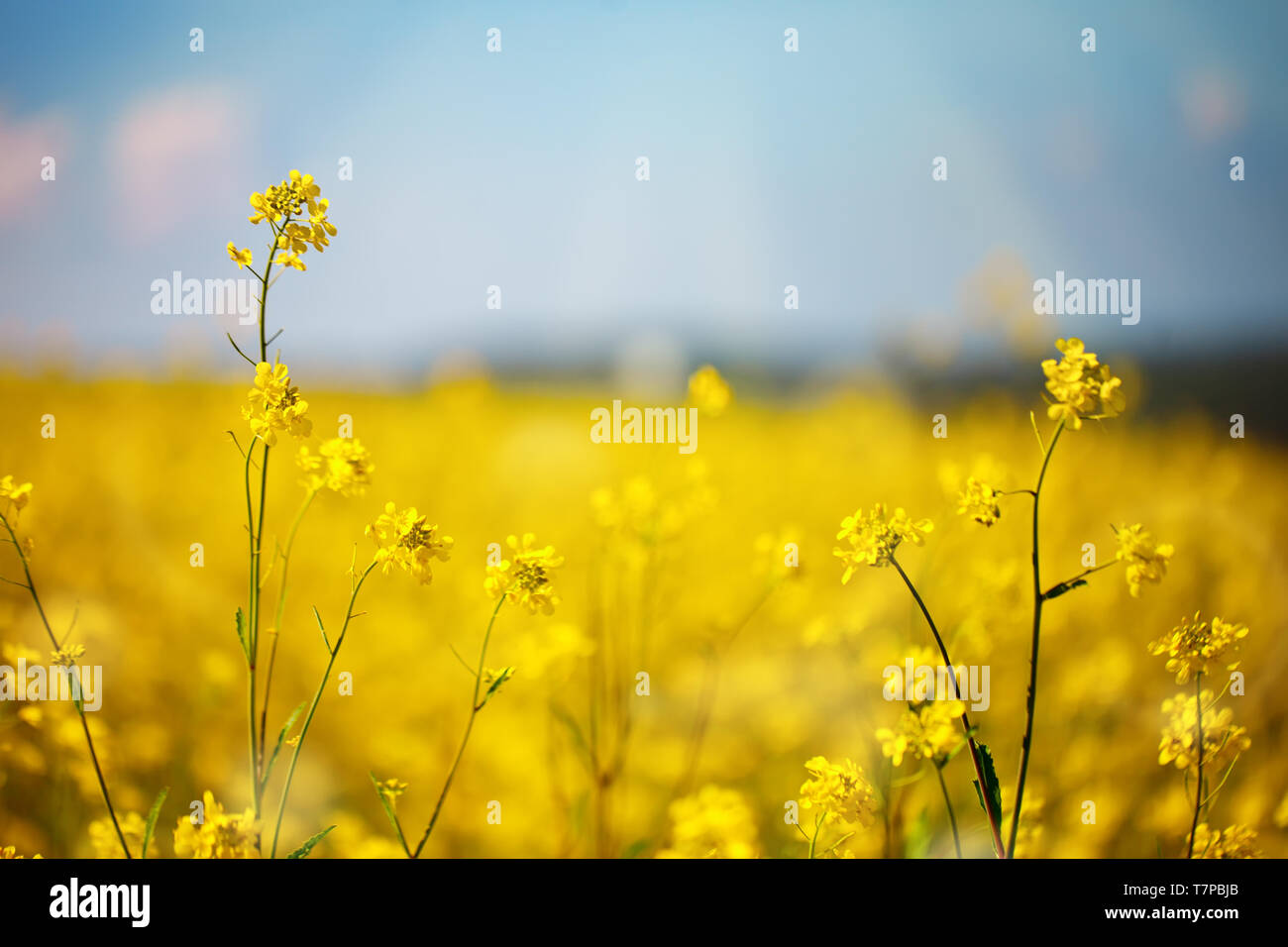 Beautiful fields of Bright yellow wild flowers. Summer. Winter cress. Barbarea. Stock Photo