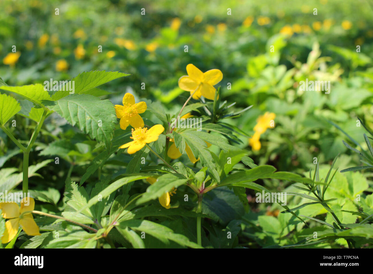 Ranunculus acris. Plant Buttercup is caustic. Flower night blindness
