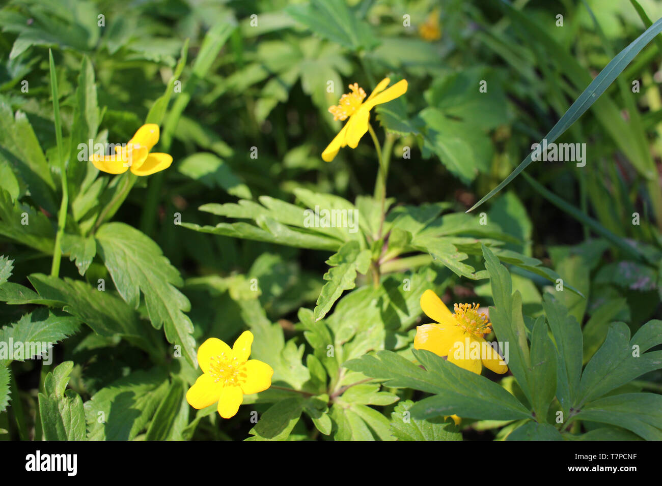 Ranunculus acris. Plant Buttercup is caustic. Flower night blindness