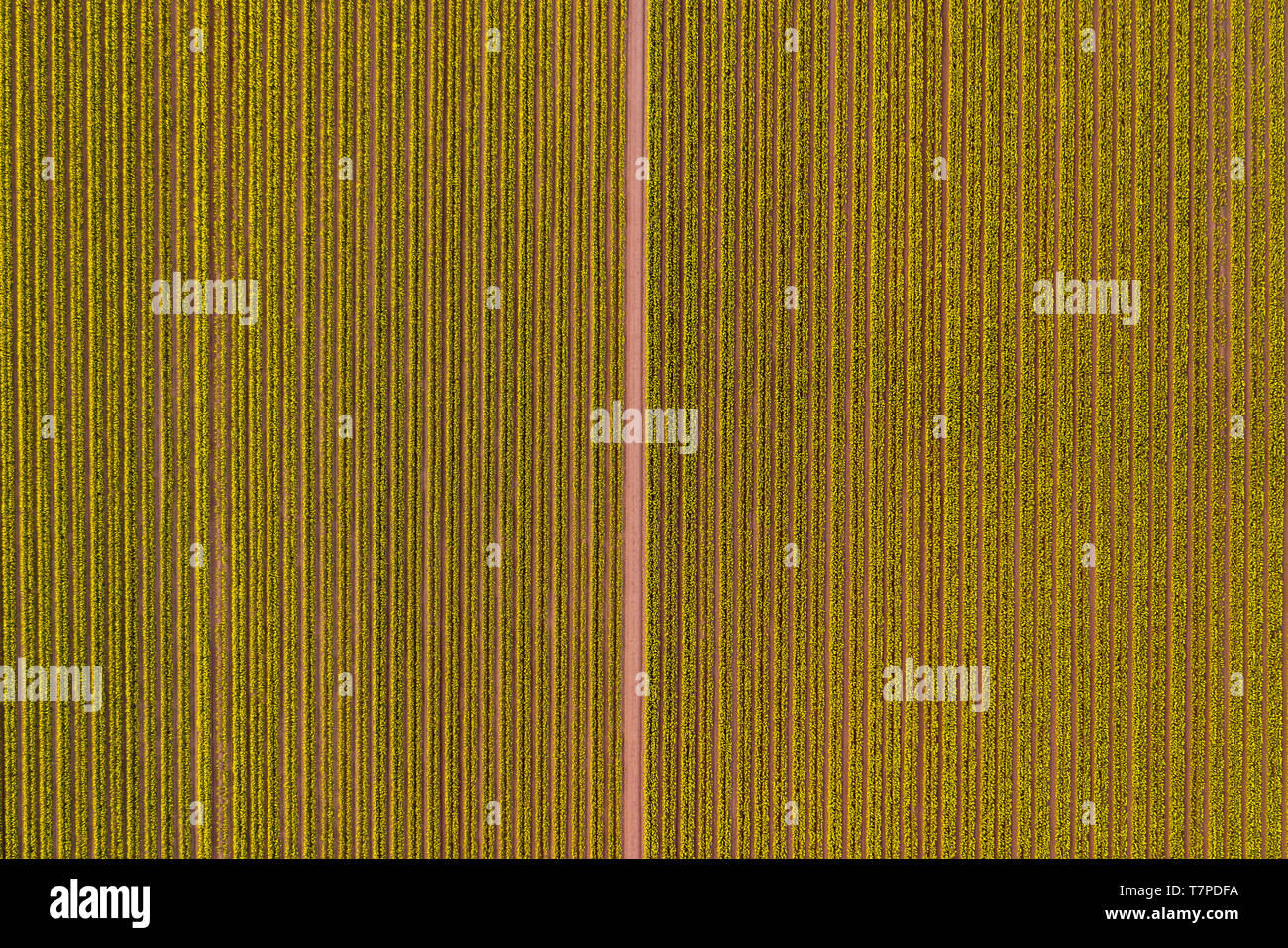 A top-down aerial and semi-abstract view of a field of yellow daffodils set out in rows, Aberdeenshire, Scotland Stock Photo
