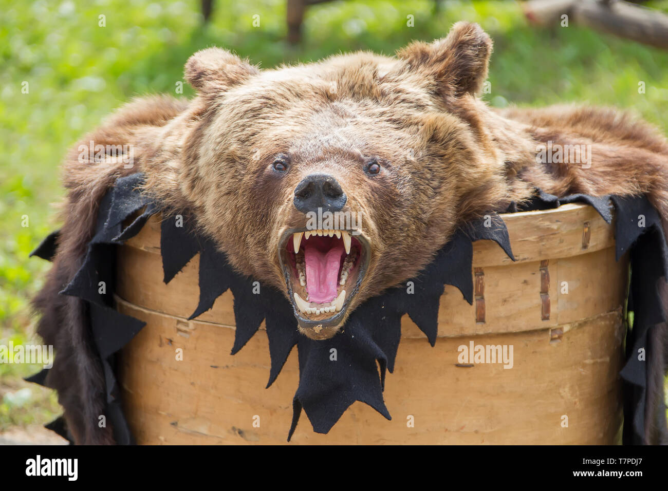 Roaring Wild Bear Stock Photos & Roaring Wild Bear Stock Images - Alamy