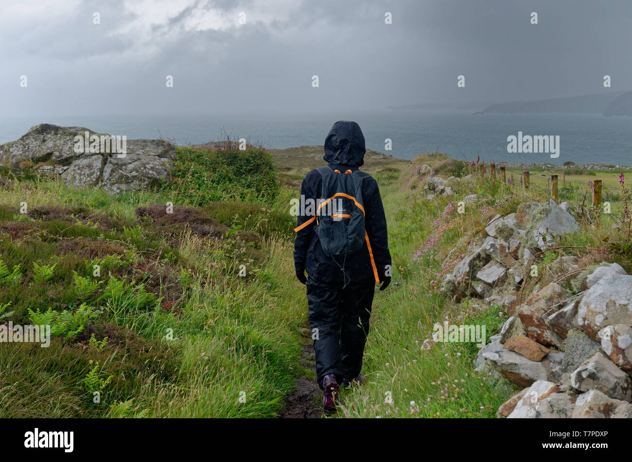 Walking along the Pembrokeshire Coast Path near St Davids on a cold, wet day in western Wales Stock Photo