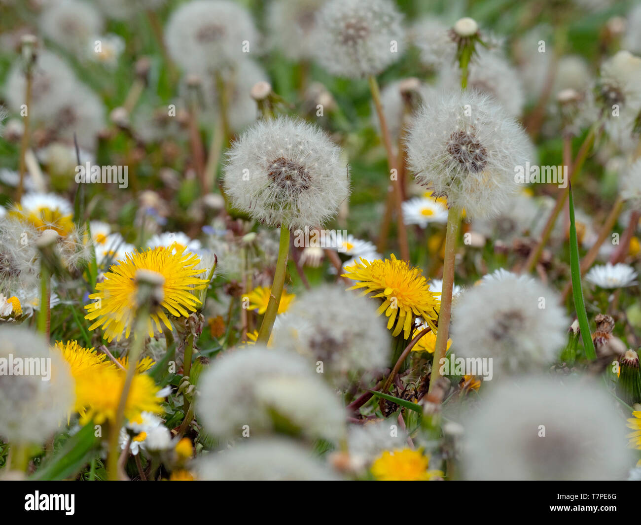 Dandelion Taxaxacum officinale seed heads and flowers Stock Photo