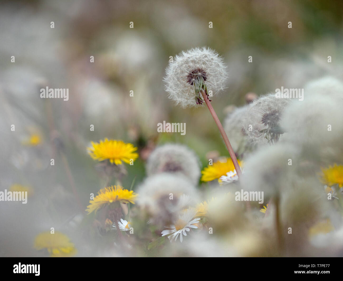 Dandelion Taxaxacum officinale seed heads and flowers Stock Photo