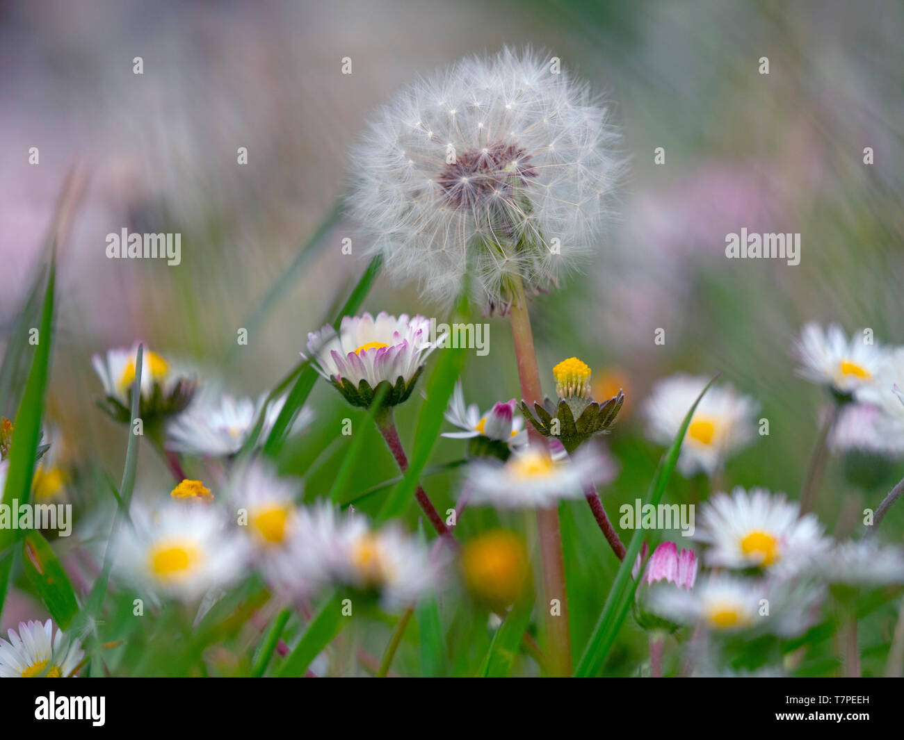 Dandelion Taxaxacum officinale seed heads and flowers with garden daises Stock Photo