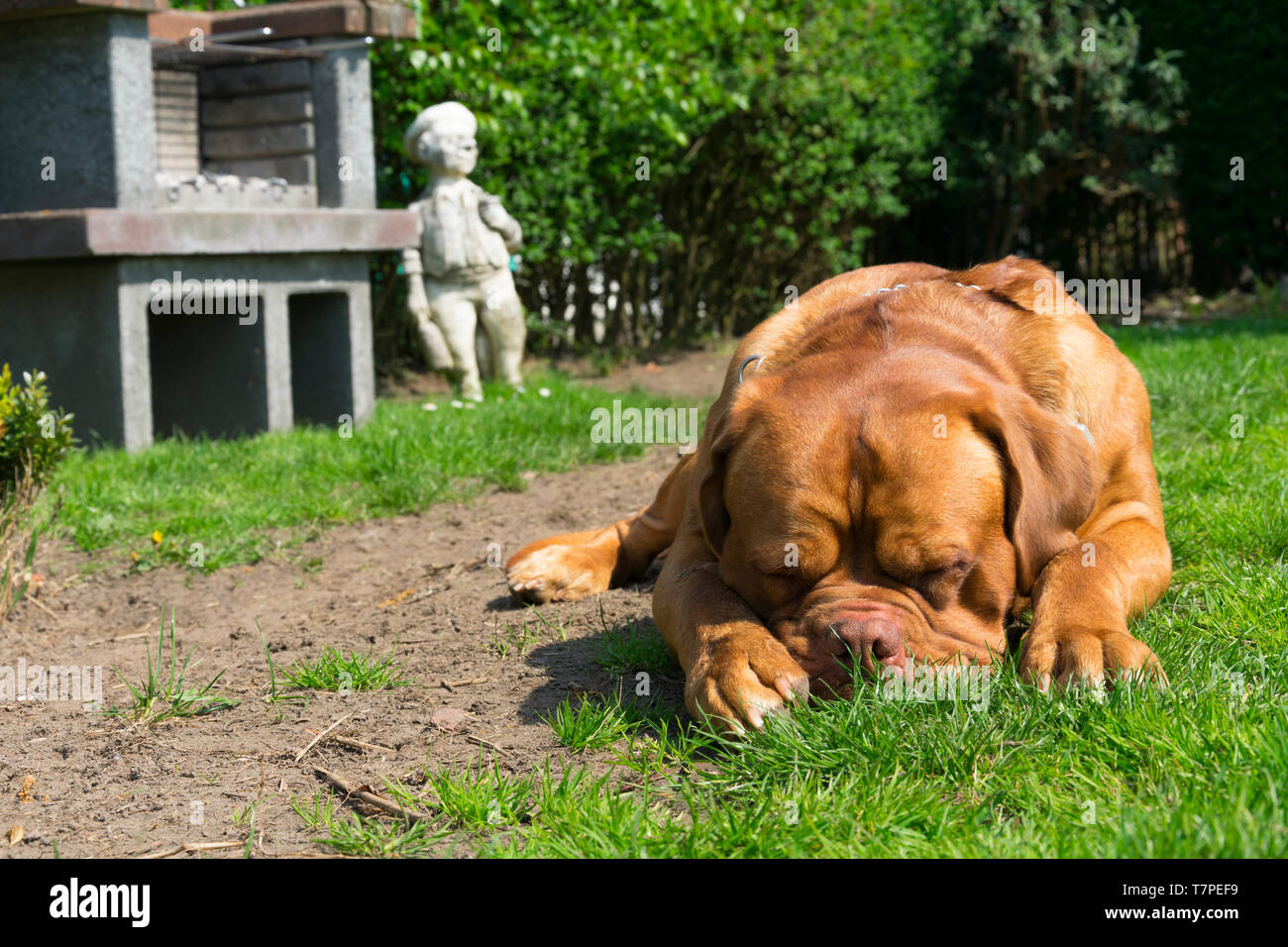 Resting dog statue hires stock photography and images Alamy