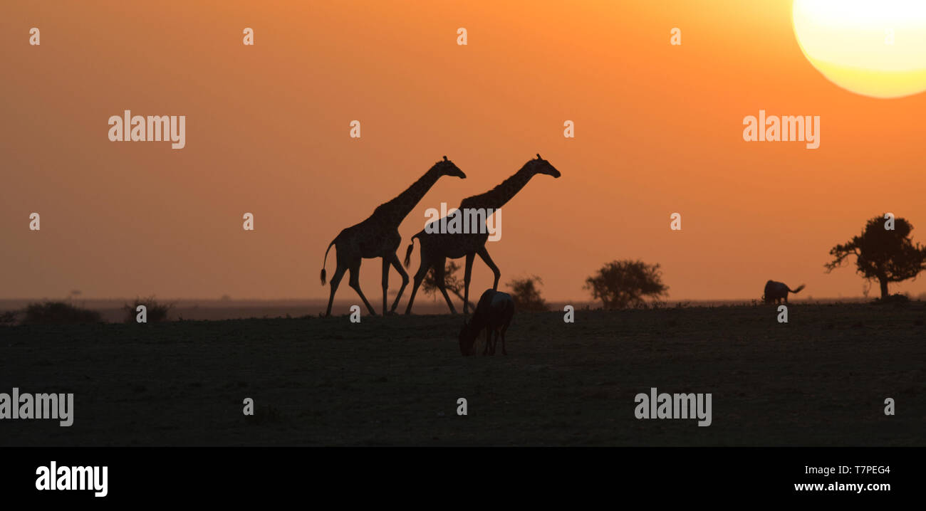 Two giraffes silhouette hi-res stock photography and images - Alamy