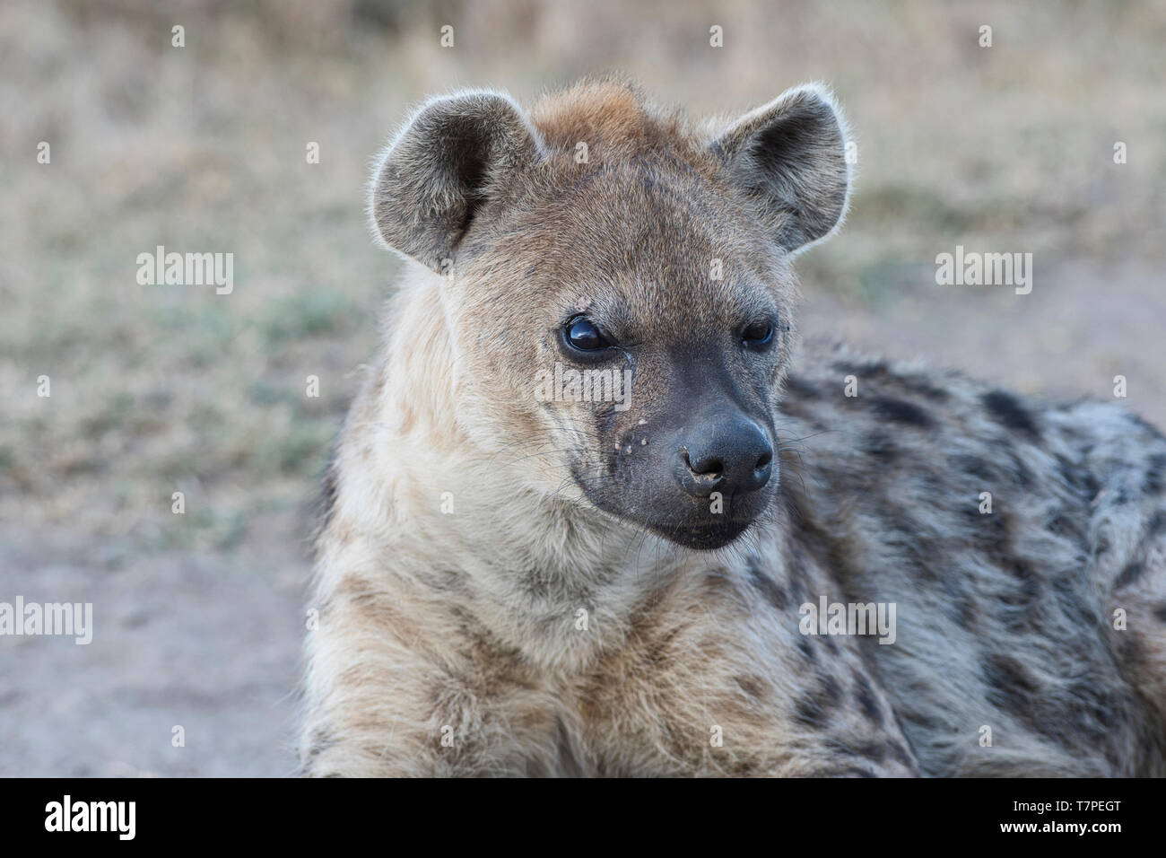 Portrait of spotted hyaena (Crocuta crocuta) Stock Photo