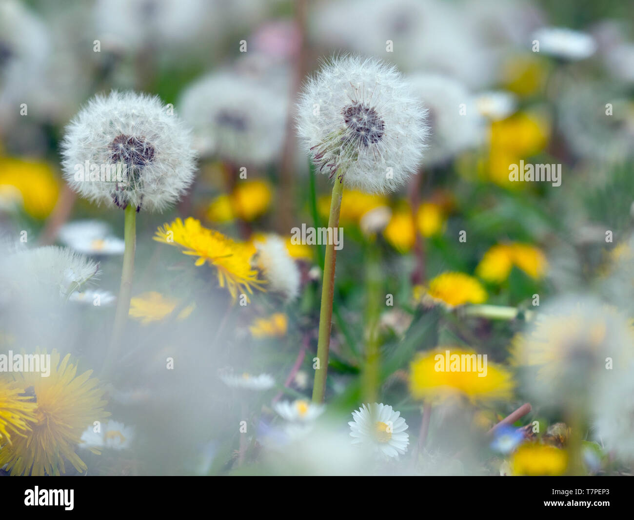 Dandelion Taxaxacum officinale seed heads and flowers Stock Photo