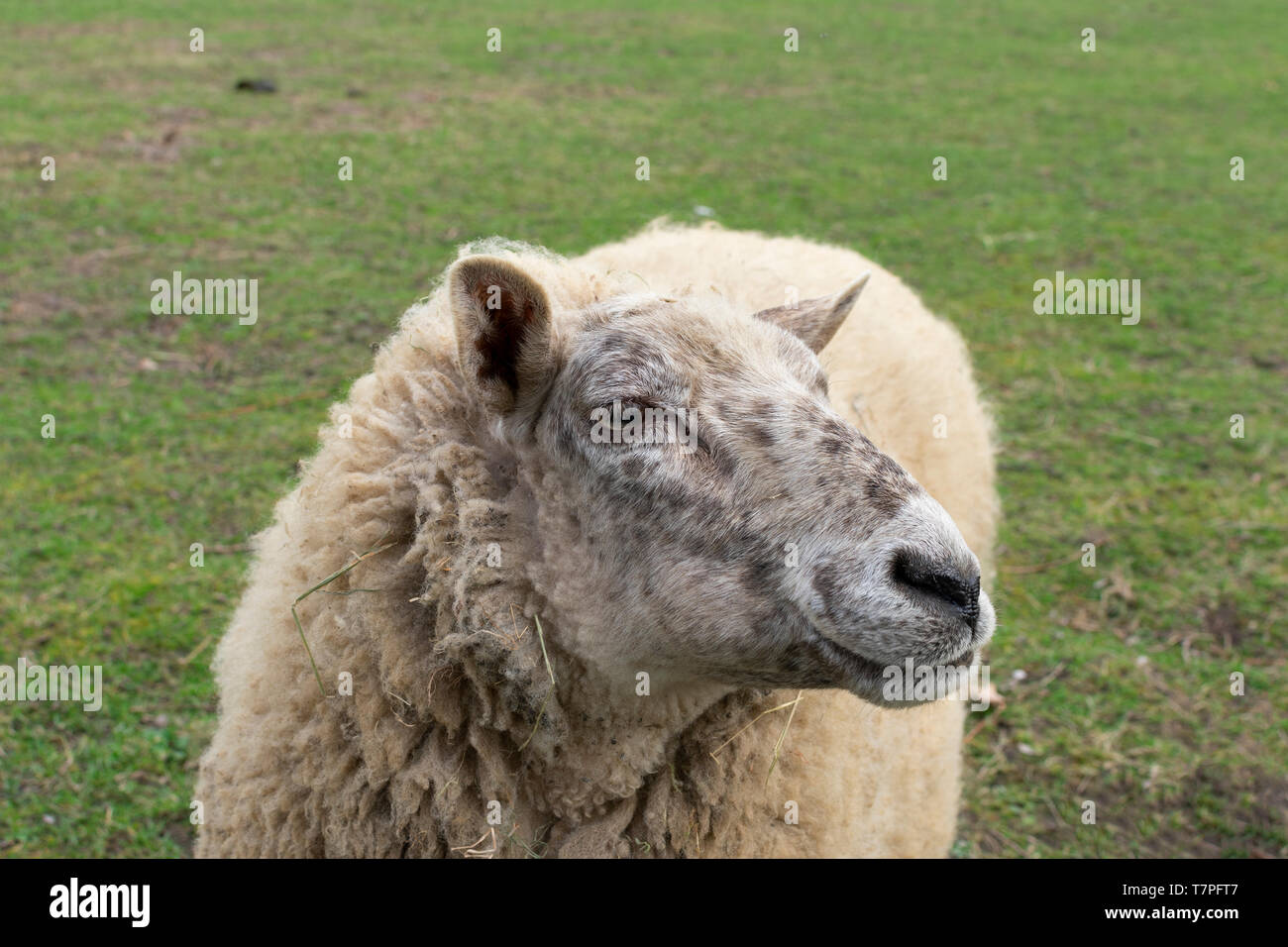 It's spring! Adult sheep comes take a look Stock Photo