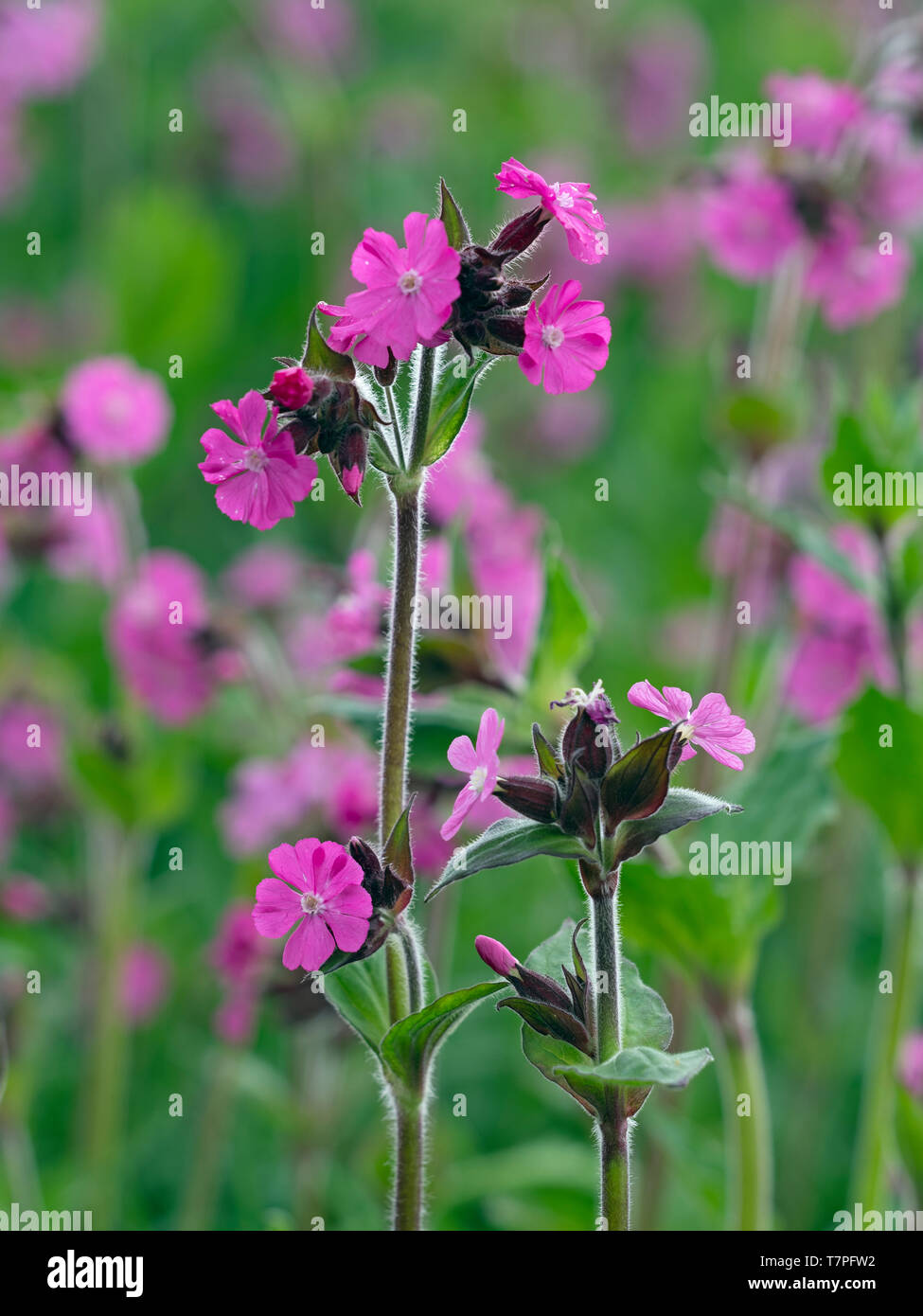 Red Campion Silene dioica Norfolk UK May Stock Photo